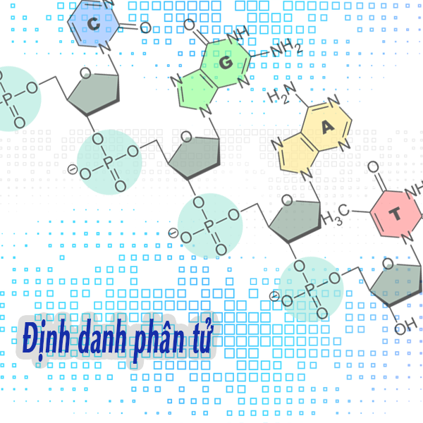 Định danh phân tử